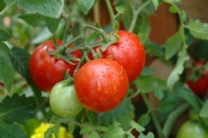 how-to-plant-tomatoes-205