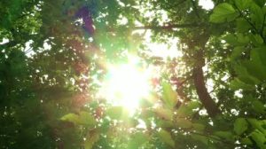 stock-footage-sunlight-coming-through-branches-and-trees-korea-national-arboretum-in-pocheon